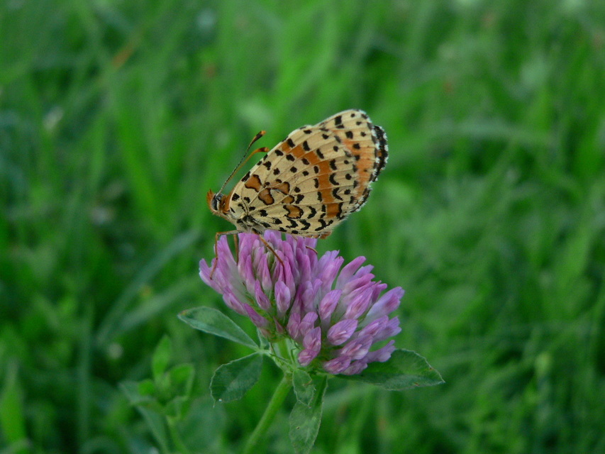 Melitaea didyma - tüzes tarkalepke