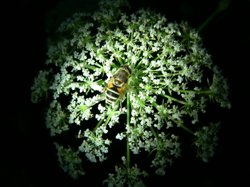 Eristalis