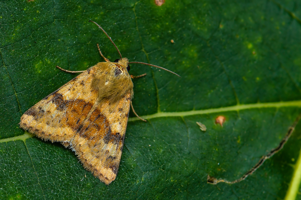 Heliothis viriplaca - mácsonyabagoly