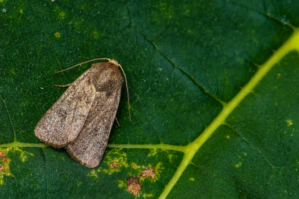 Hoplodrina octogenaria - barna selymesbagoly