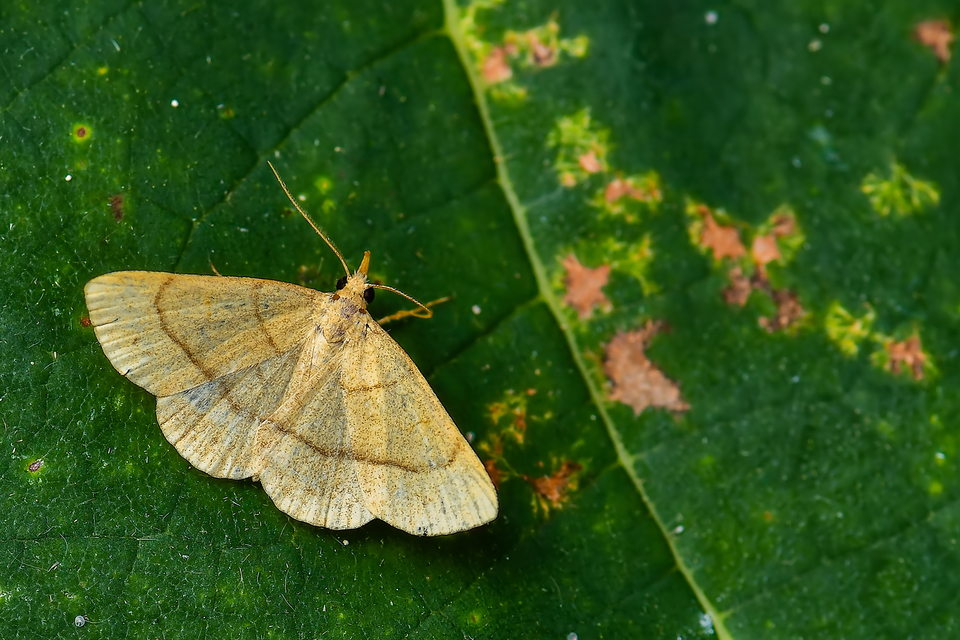 Paracolax tristalis - sárgás karcsúbagoly