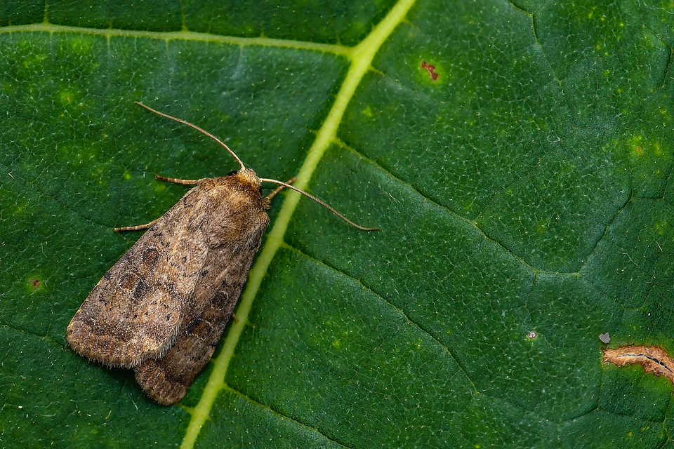 Hoplodrina octogenaria - barna selymesbagoly