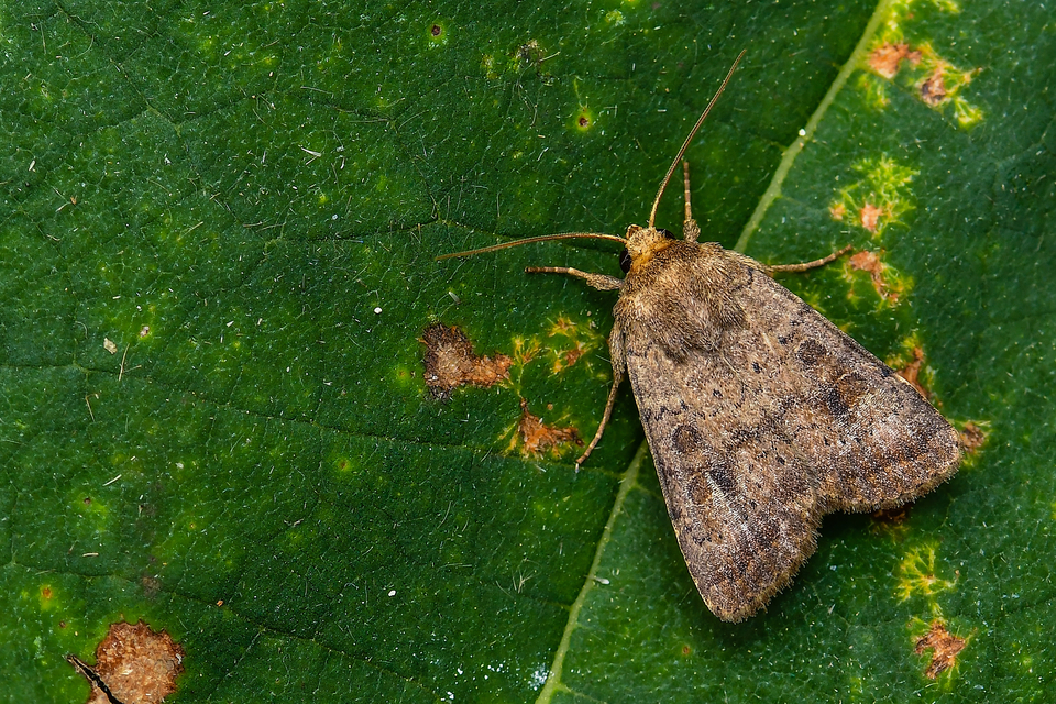 Hoplodrina octogenaria - barna selymesbagoly