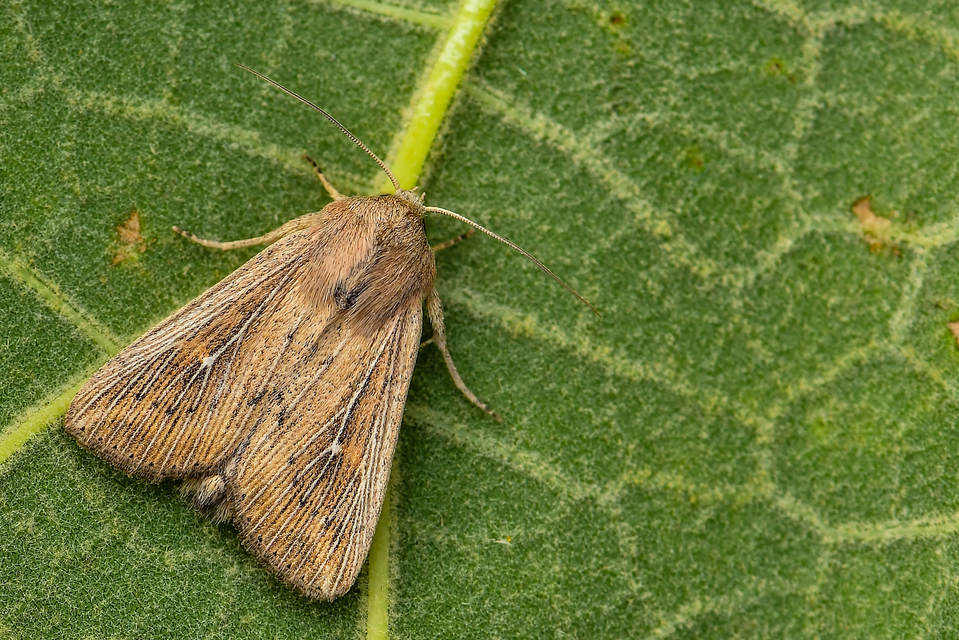Leucania obsoleta - pontozott rétibagoly