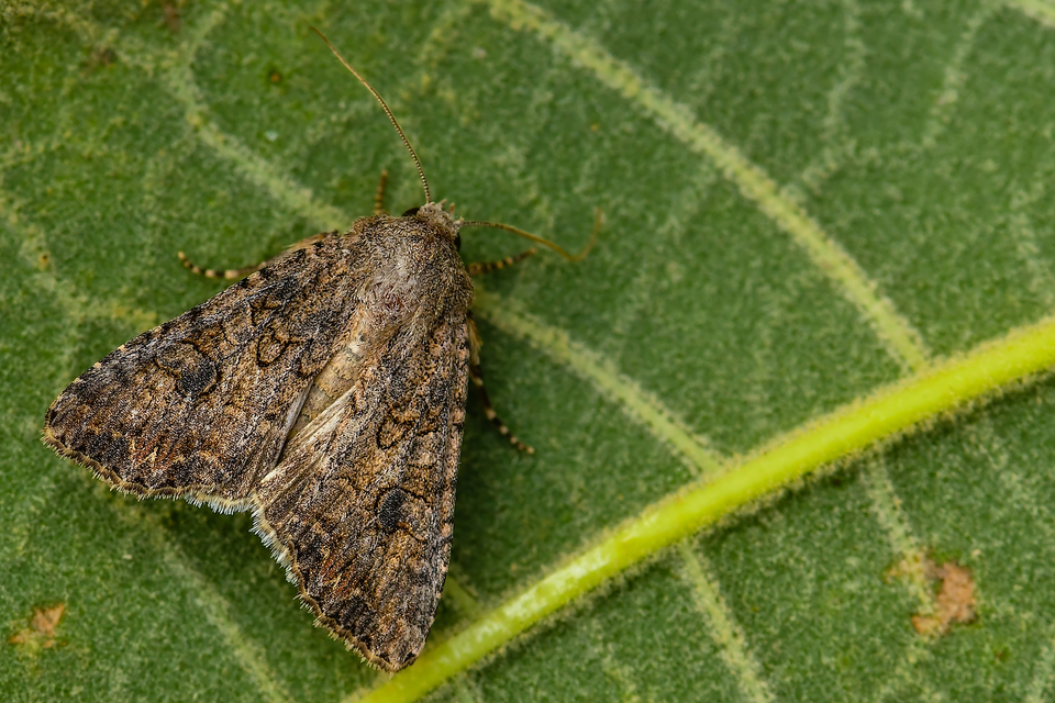 Hadula trifolii - lóherebagoly