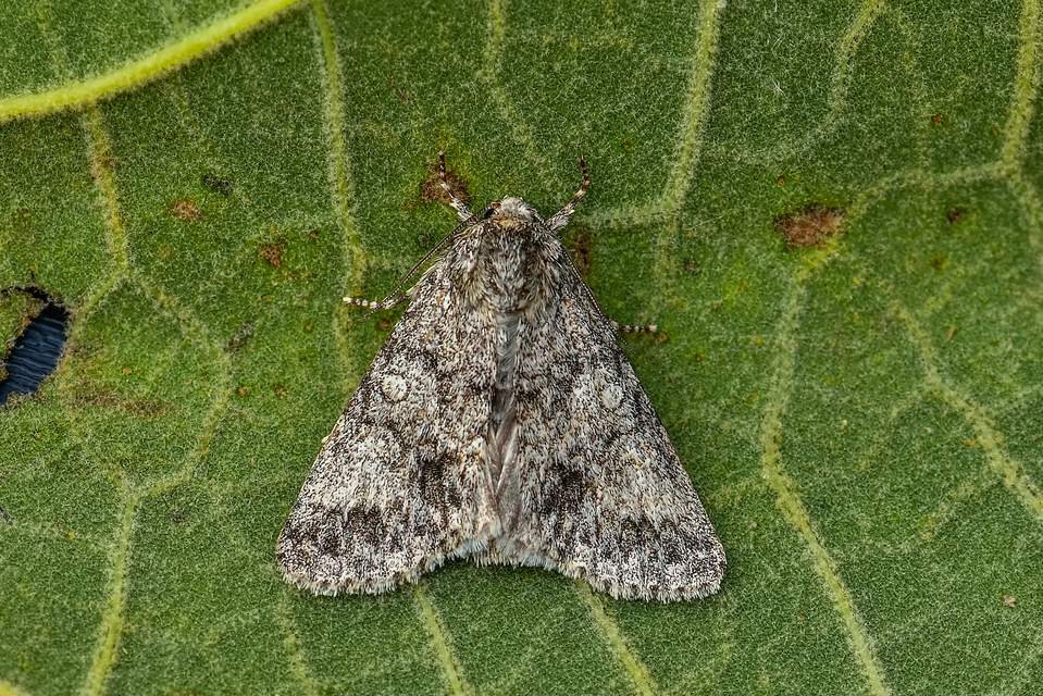 Acronicta megacephala - nagyfejű szigonyosbagoly