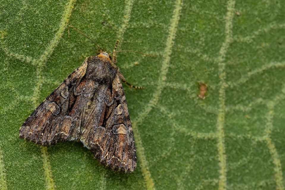 Lacanobia thalassina - borbolya-kertibagoly