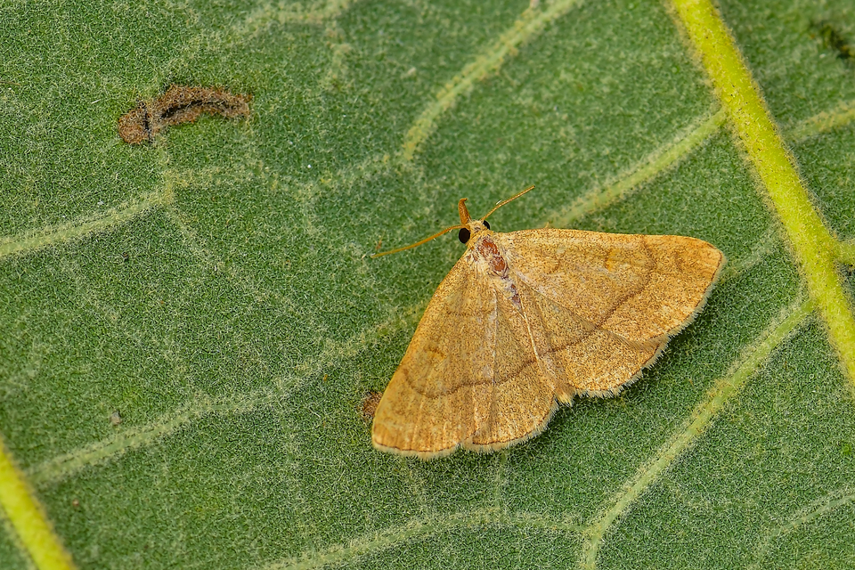 Paracolax tristalis - sárgás karcsúbagoly