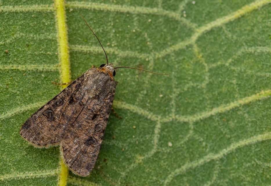 Agrotis segetum - vetési földibagoly