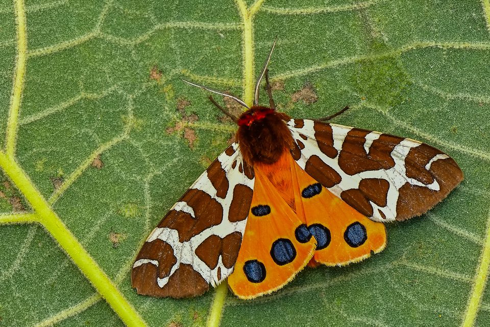 Arctia caja - közönséges medvelepke
