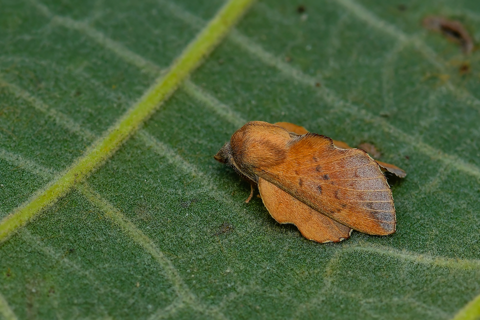 Phyllodesma tremulifolia - nyárlevélpohók