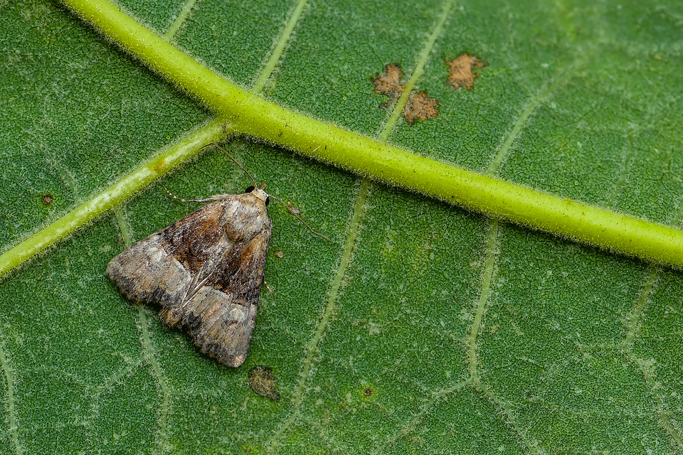 Mesoligia furuncula - kétszínű dudvabagoly