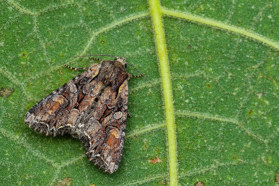 Lacanobia thalassina - borbolya-kertibagoly