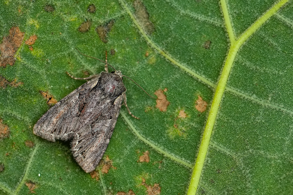 Lacanobia thalassina - borbolya-kertibagoly