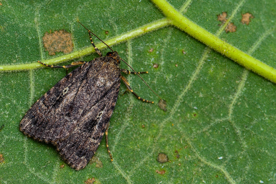 Amphipyra berbera/pyramidea
