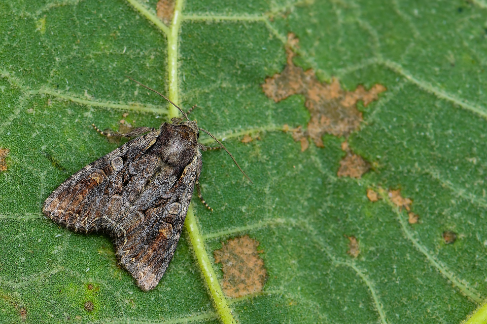 Lacanobia thalassina - borbolya-kertibagoly
