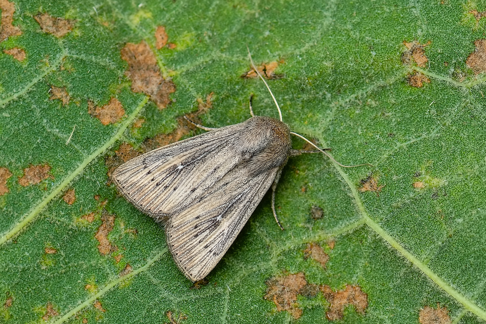 Leucania obsoleta - pontozott rétibagoly