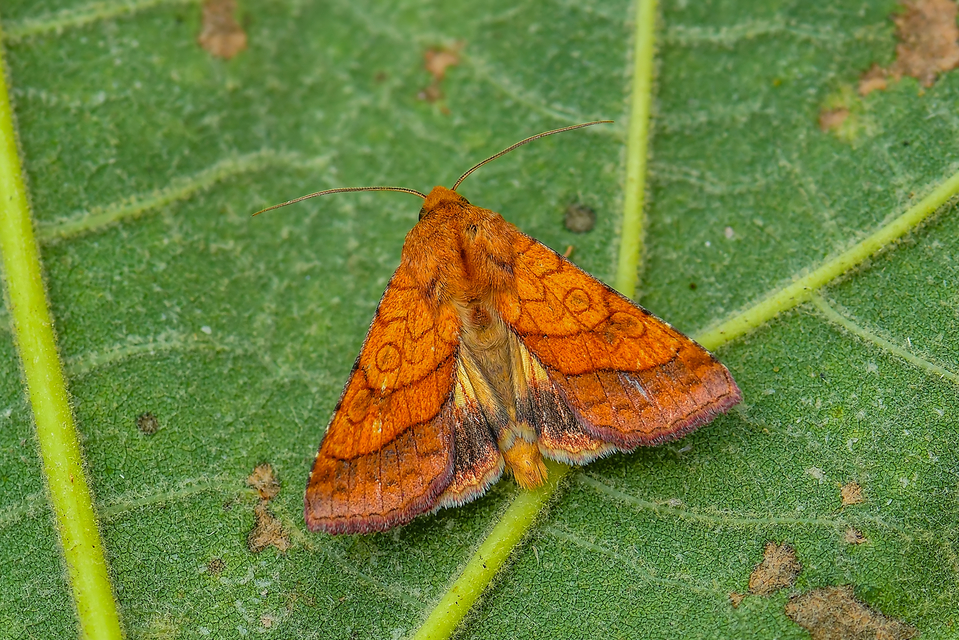 Pyrrhia umbra - iglicebagoly