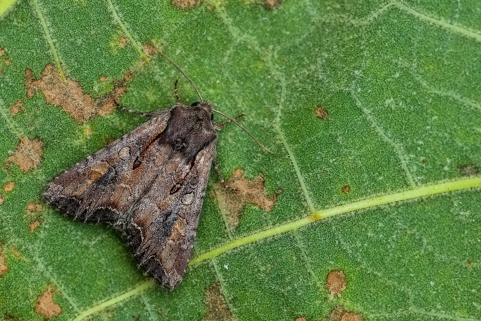 Lacanobia suasa - tarka kertibagoly