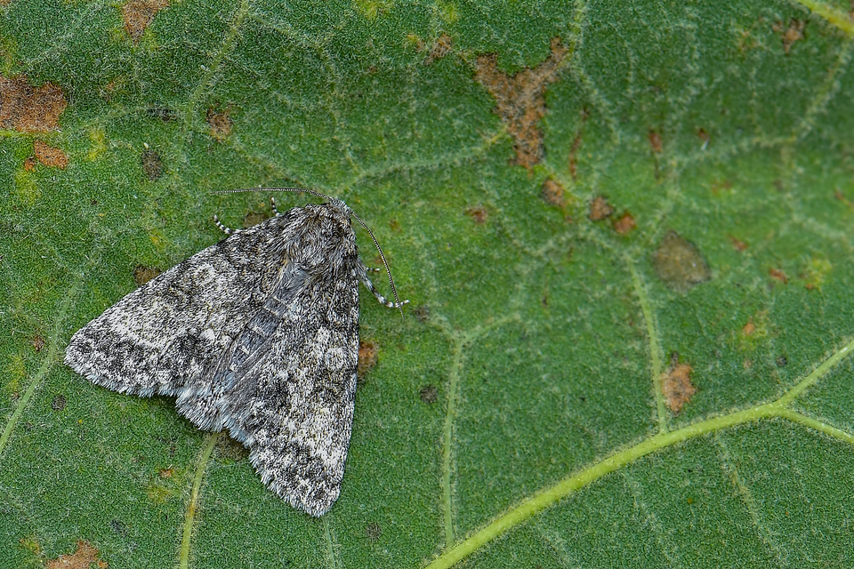 Acronicta megacephala - nagyfejű szigonyosbagoly