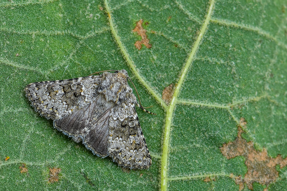 Hecatera dysodea - parajbagoly