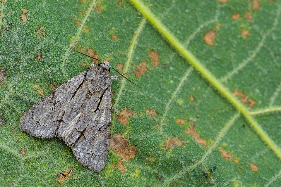 Acronicta cuspis/tridens/psi