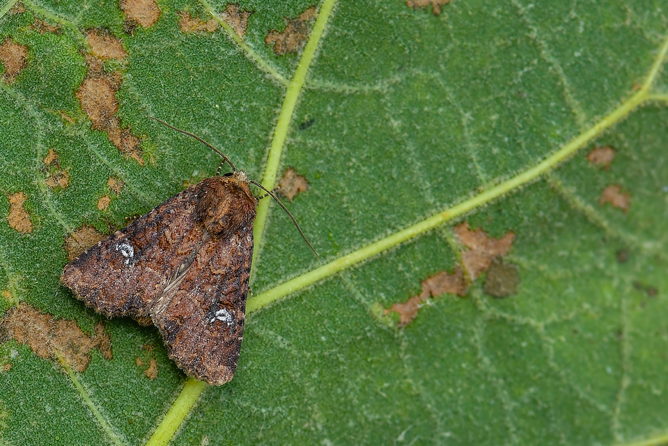 Mesapamea secalella/secalis