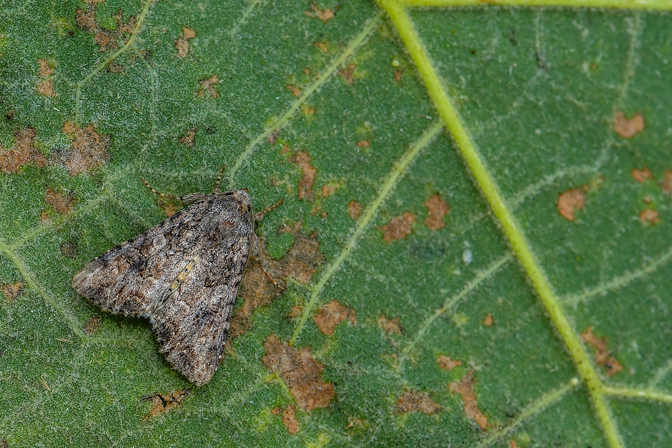 Hadula trifolii - lóherebagoly