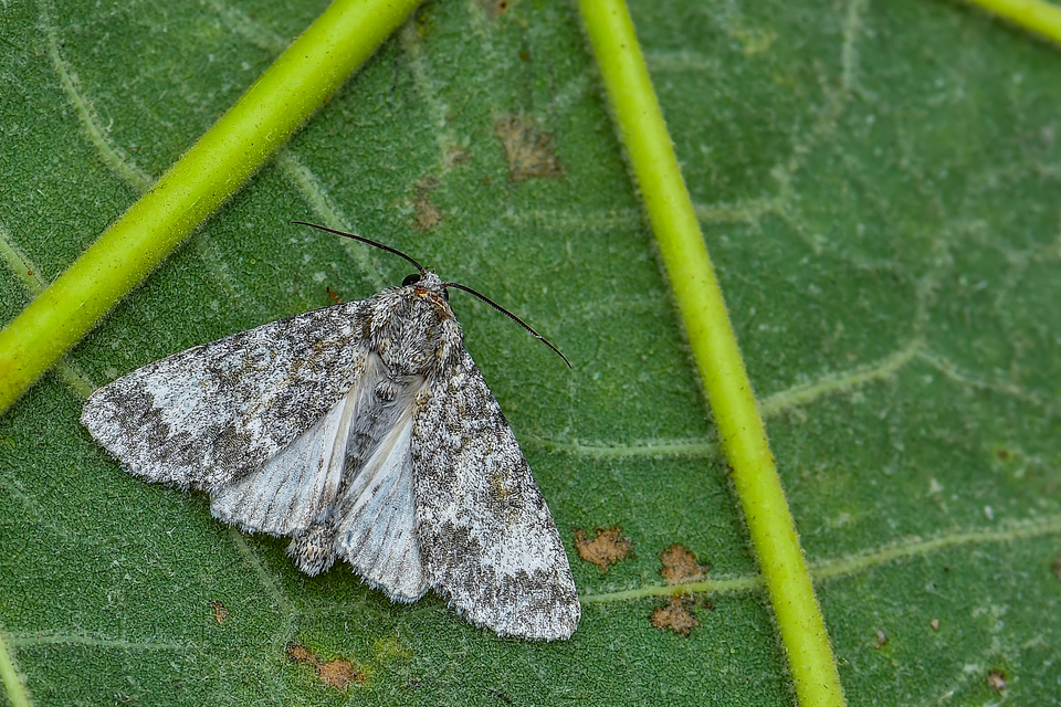 Acronicta megacephala - nagyfejű szigonyosbagoly