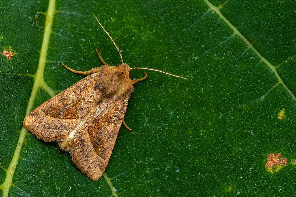 Hydraecia micacea - csillogó acsalapubagoly