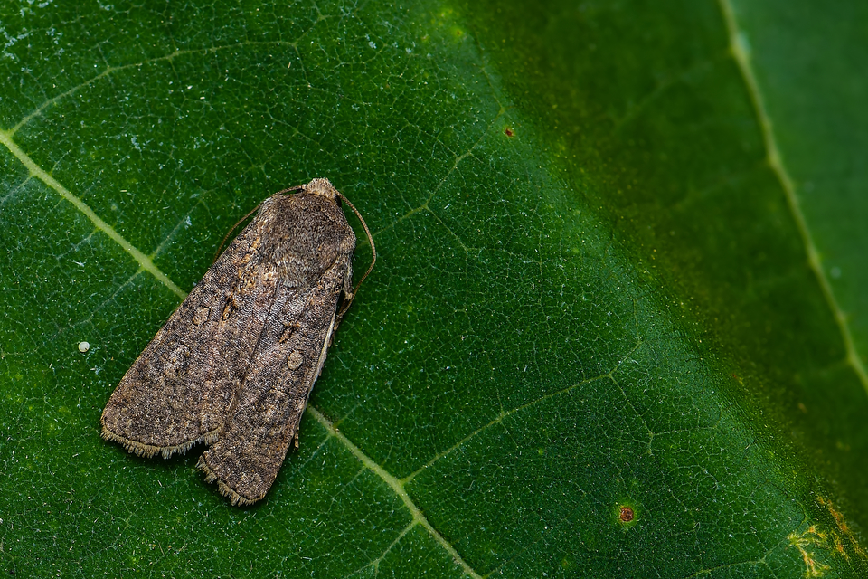 Agrotis segetum - vetési földibagoly