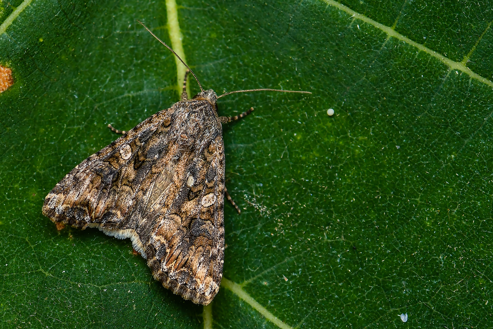 Hadula trifolii - lóherebagoly
