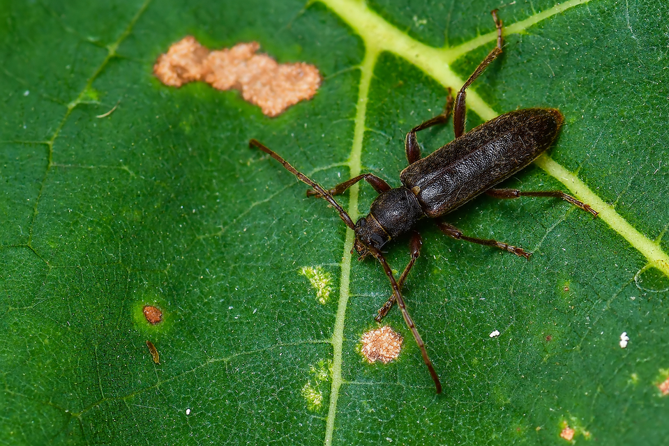 Trichoferus campestris - szállóvendég éjicincér