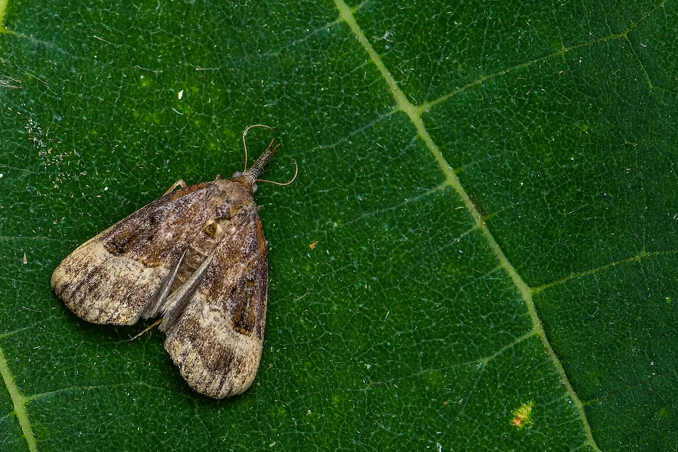 Hypena rostralis - közönséges karcsúbagoly