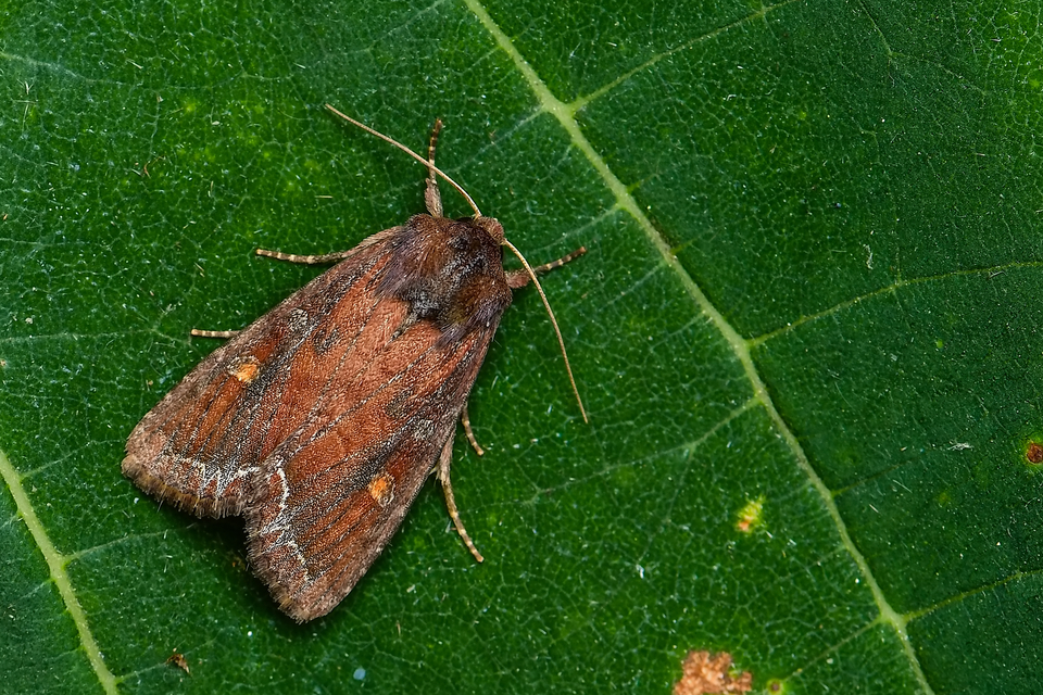 Lacanobia oleracea - saláta-kertibagoly