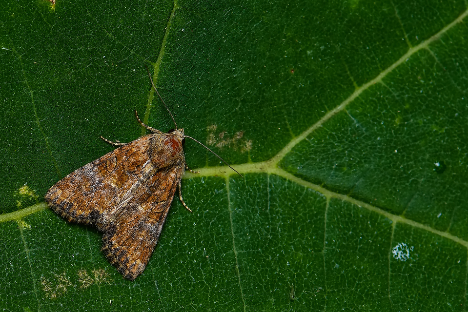 Mesoligia furuncula - kétszínű dudvabagoly