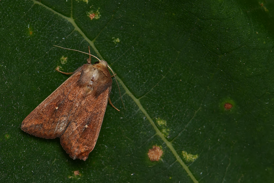Mythimna albipuncta - fehérpettyes rétibagoly