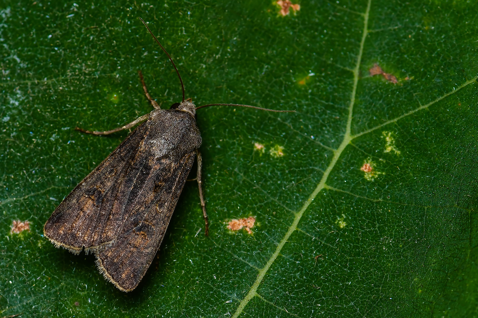 Agrotis segetum - vetési földibagoly