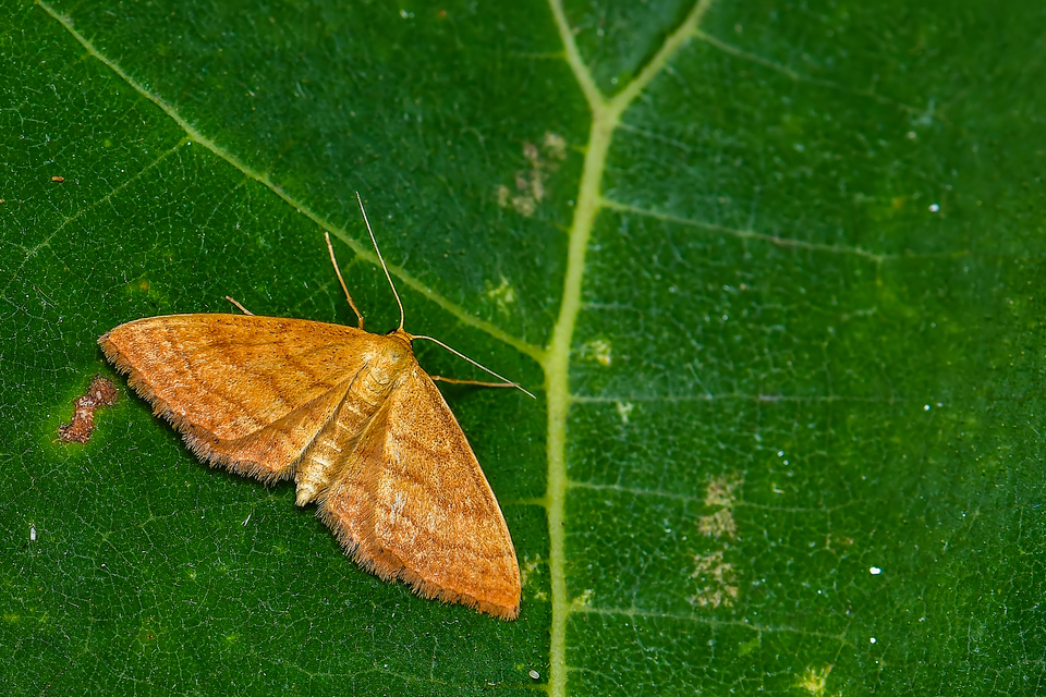 Idaea