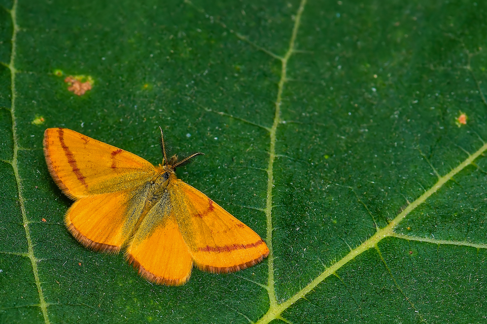 Lythria purpuraria - bíborsávos araszoló
