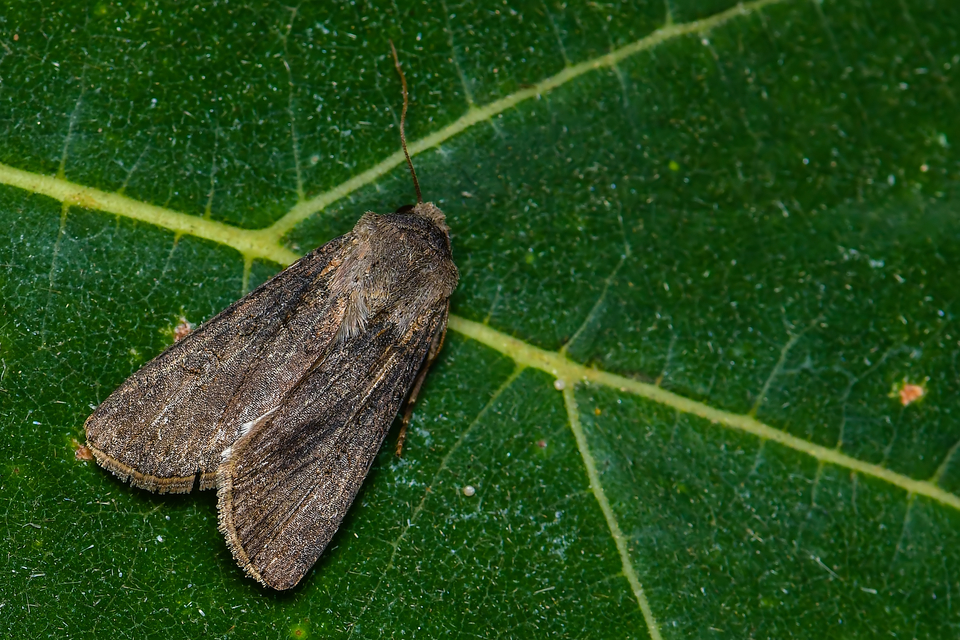 Agrotis segetum - vetési földibagoly