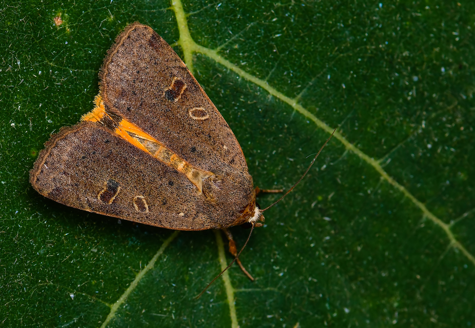 Noctua comes - kis sárgafűbagoly