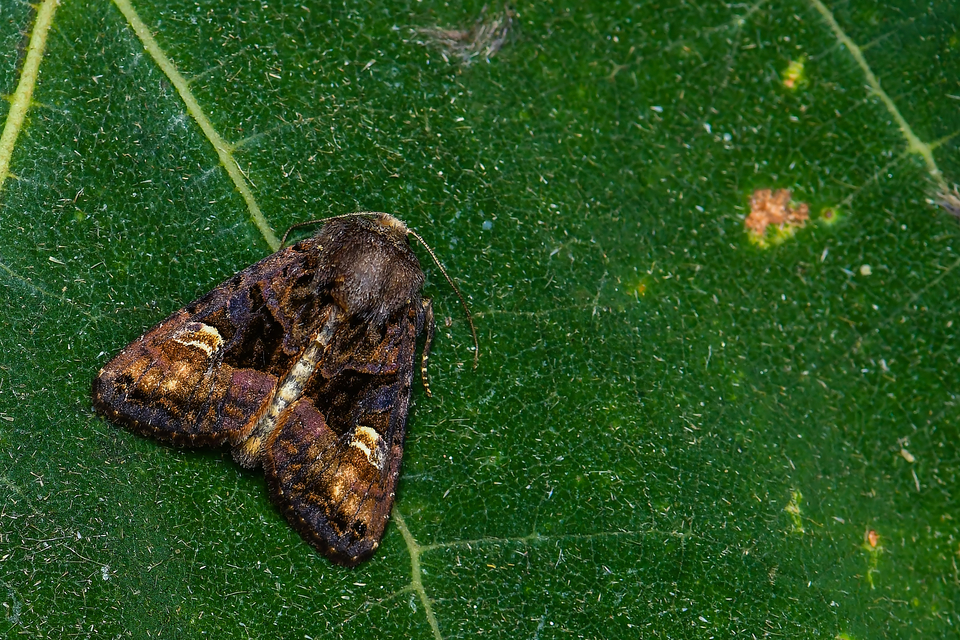 Euplexia lucipara - szeder-csipkésbagoly
