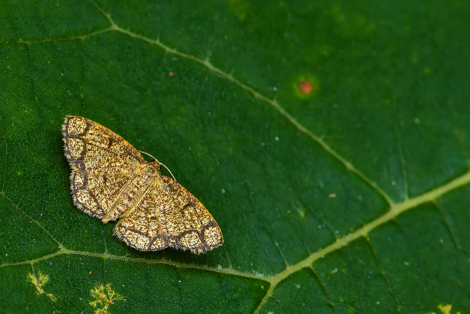 Stegania cararia - gyűrűs nyáraraszoló