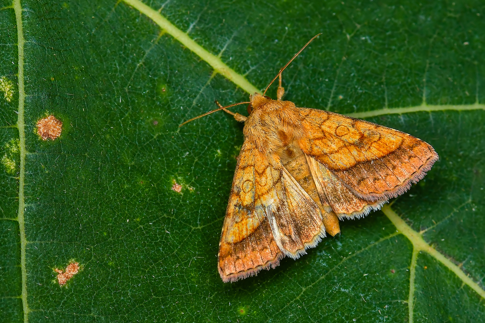 Pyrrhia umbra - iglicebagoly