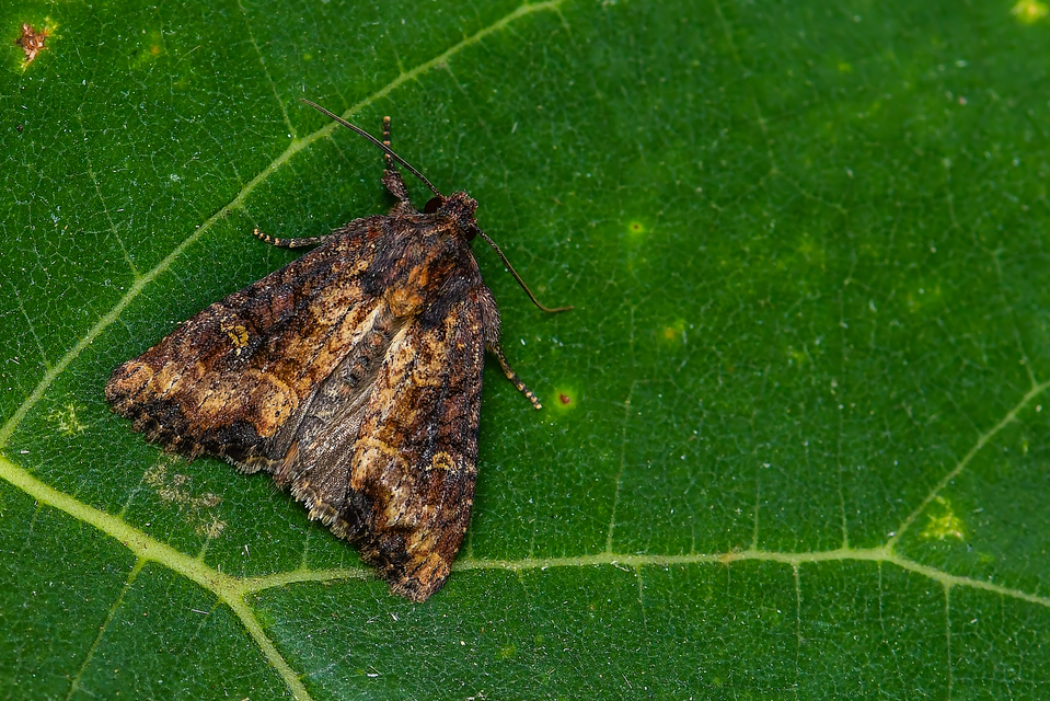 Mesapamea secalella/secalis