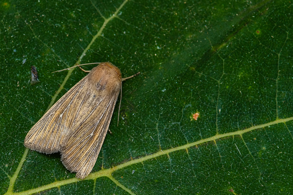 Leucania obsoleta - pontozott rétibagoly