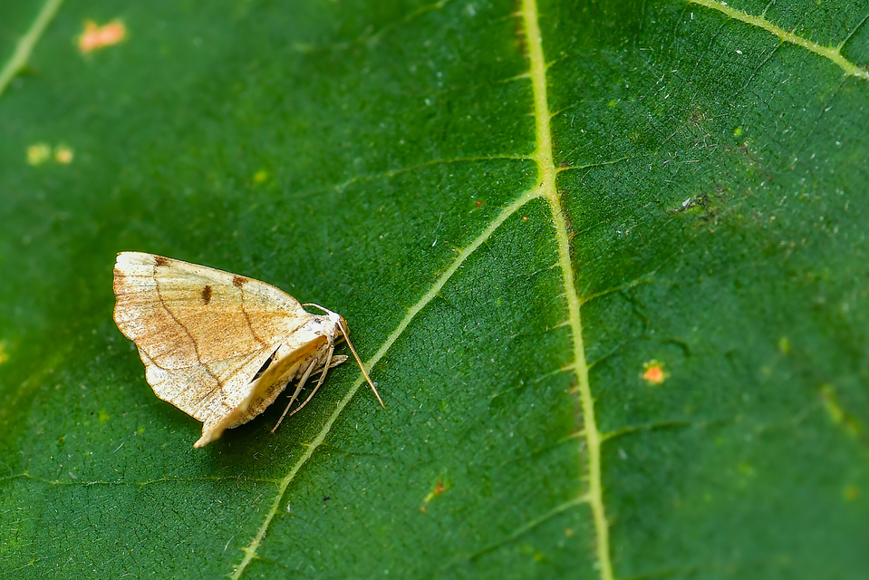 Eilicrinia trinotata - háromjegyű araszoló