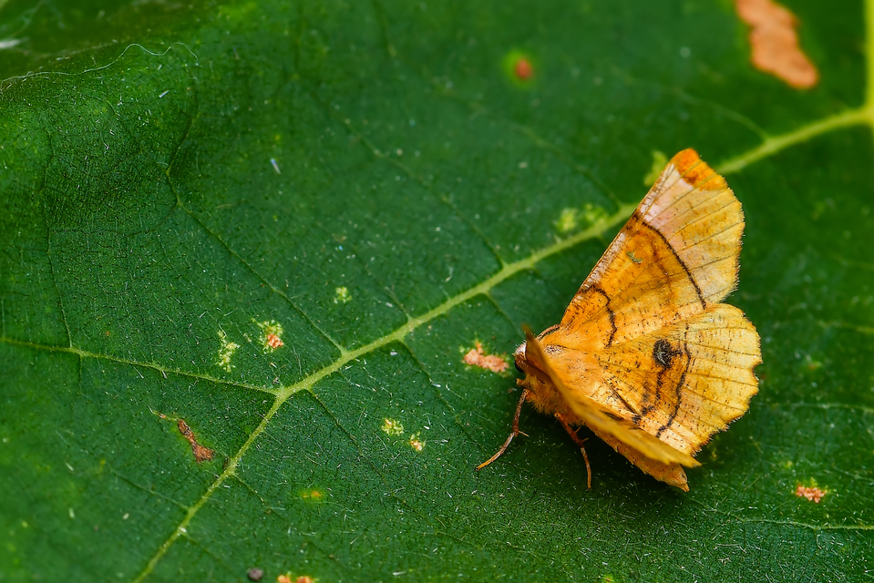 Selenia lunularia - egyfoltos holdasaraszoló