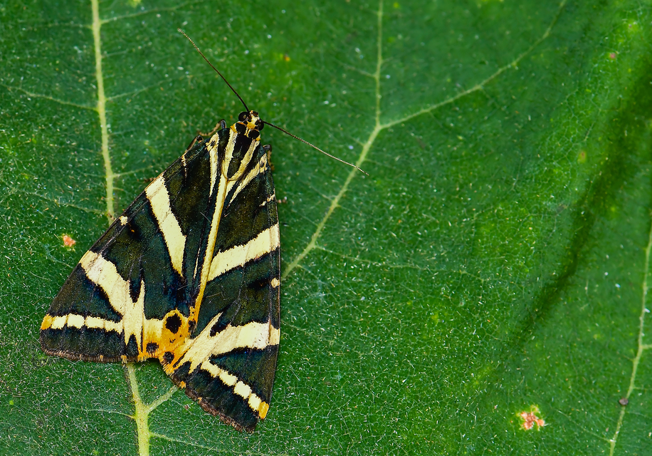 Euplagia quadripunctaria - csíkos medvelepke